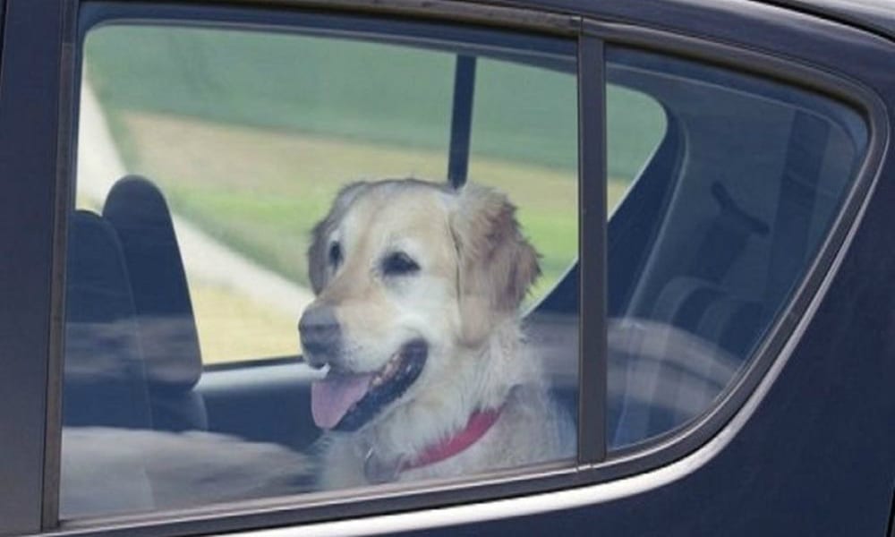 Cane lasciato in auto con un singolare biglietto