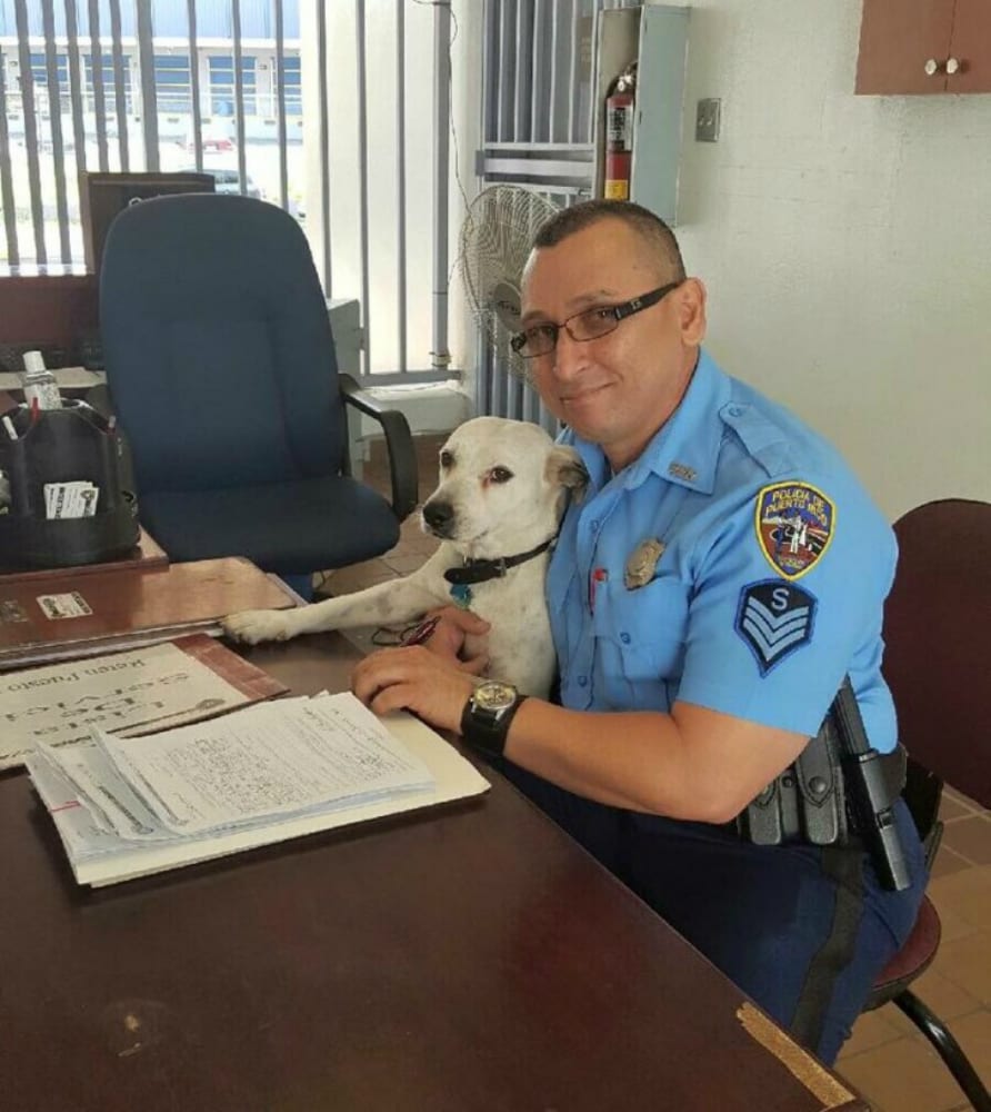 Cane maltrattato diventa un membro della polizia