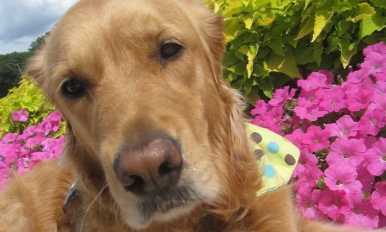 Orlando: 12 cani portano conforto ai superstiti della strage