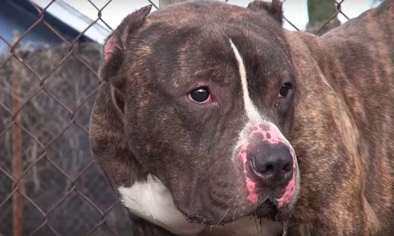 Cane salvato dopo anni di maltrattamenti: quello che fa è incredibile [VIDEO]