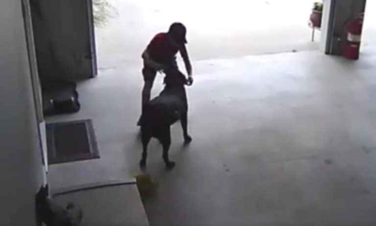 Un bambino si intrufola nel garage dei vicini: il cane lo aspetta per… [VIDEO]