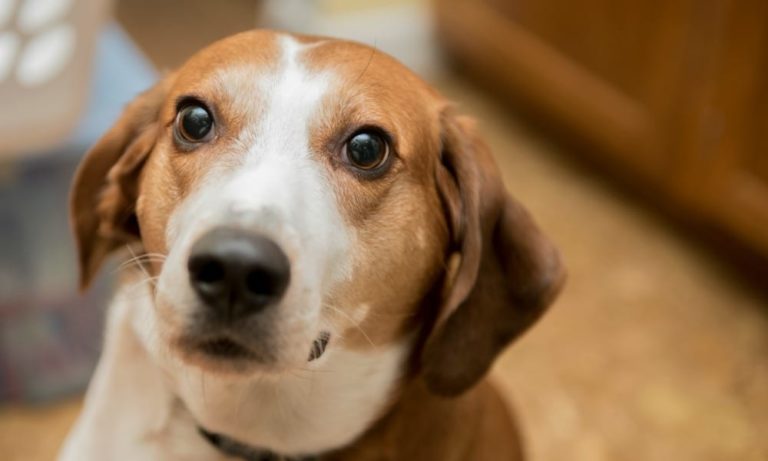 Il cane esce dal canile dopo 9 anni: la reazione è incredibile [VIDEO]
