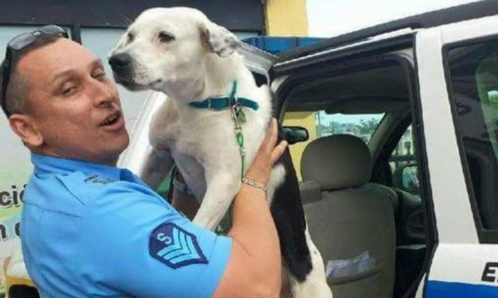 Cane maltrattato diventa un membro della polizia