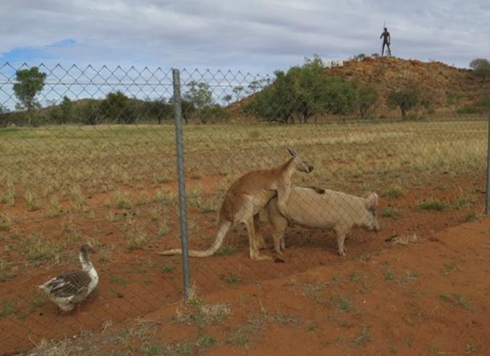 Scandalo in Australia: canguro e maiale fanno sesso
