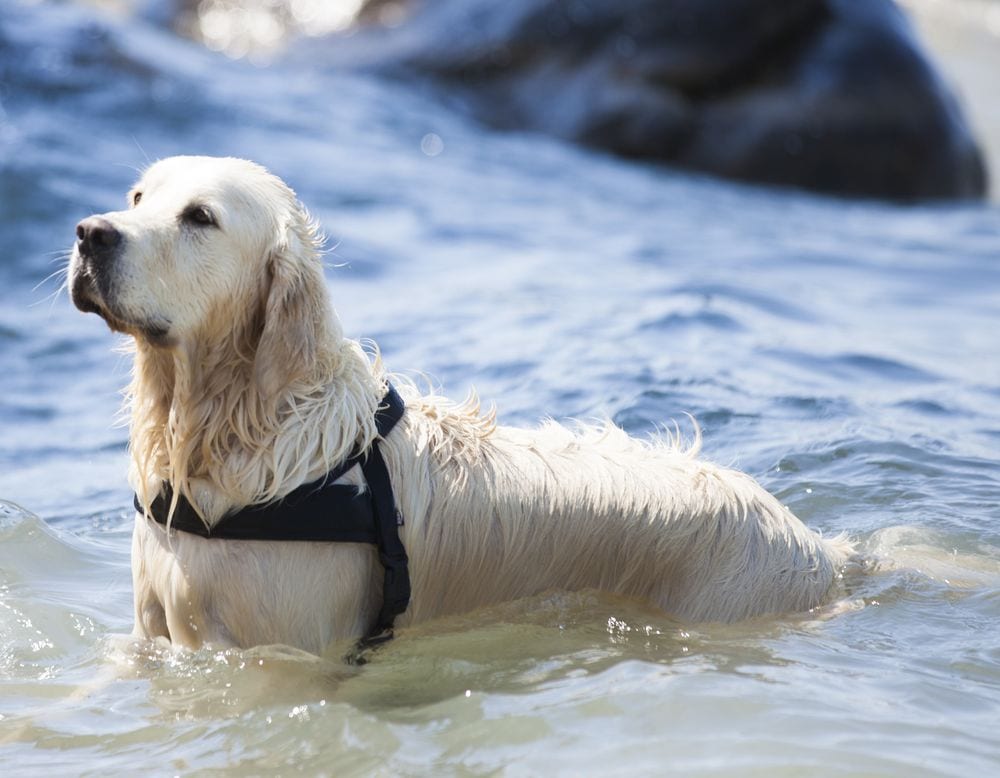 Estate 2016: diritti e doveri dei bagnanti con cani in spiaggia