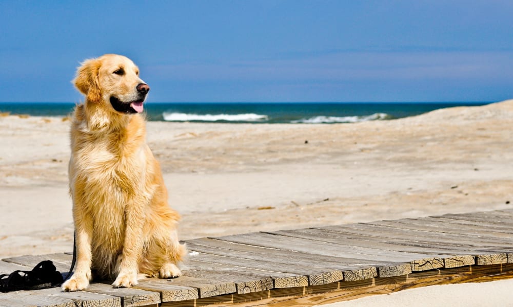 Estate 2016: diritti e doveri dei bagnanti con cani in spiaggia