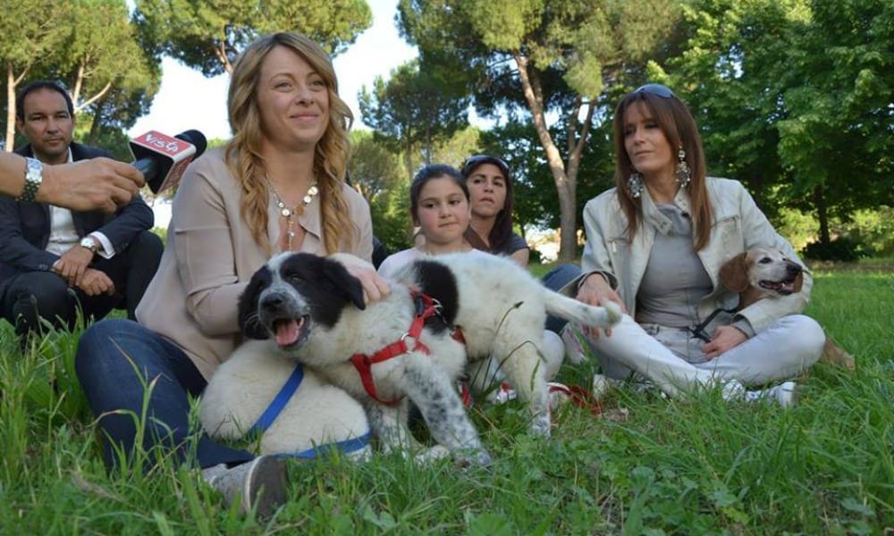 Giorgia Meloni: "100 euro al mese a chi adotta un cane". Scoppia la polemica