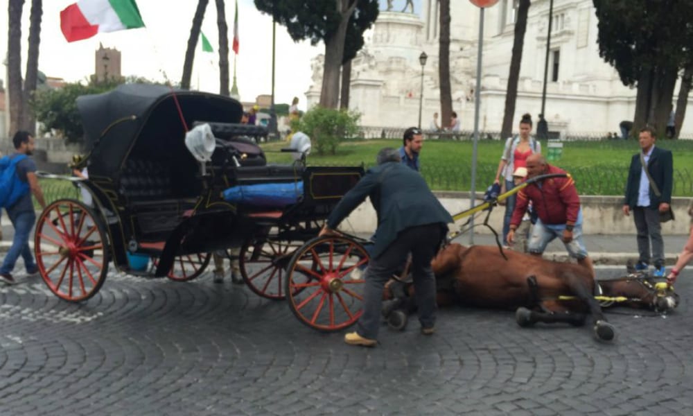 Cavallo si accascia al suolo nel traffico di Piazza Venezia a Roma