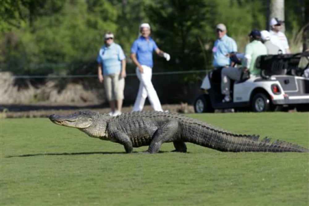 Coccodrillo gigante invade un campo da golf