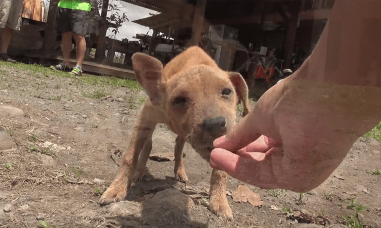Cucciolo randagio riceve le prime carezze della sua vita [VIDEO]