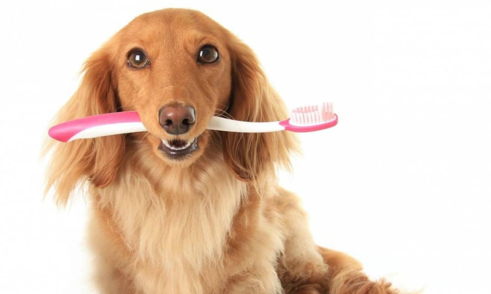 Arriva il dentista per animali: lo specialista per il sorriso di cani, gatti e conigli