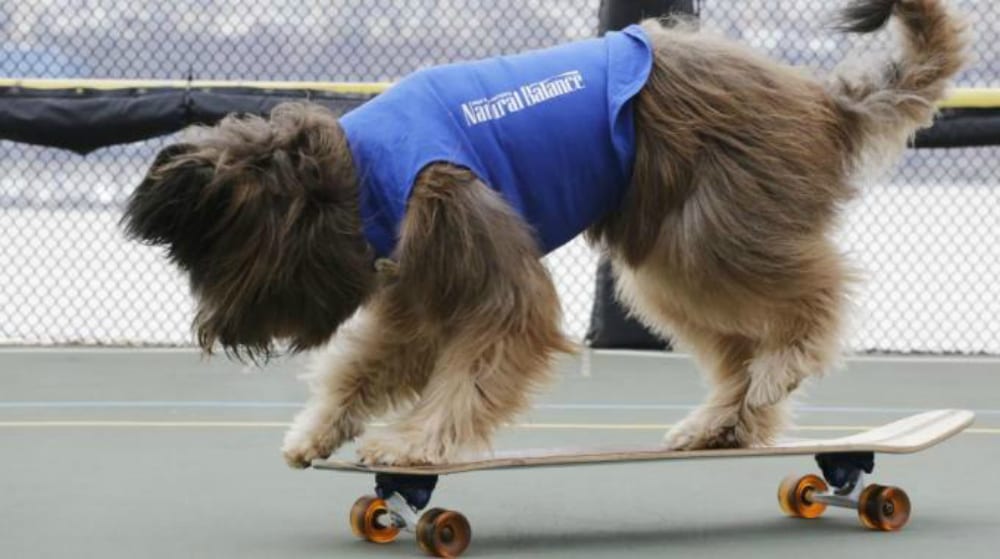 Come insegnare al cane ad andare sullo skateboard