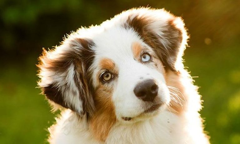 Nasce DogKit, la prima app CareKit per la salute dei cani