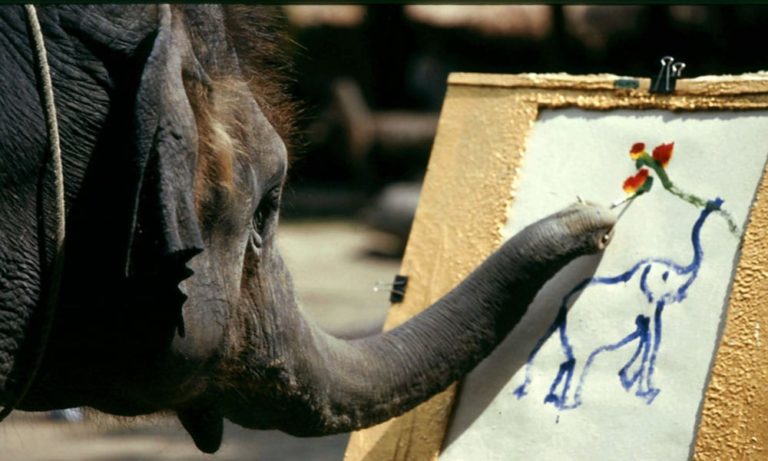 Hong, l’elefantino pittore che commuove il web [VIDEO]