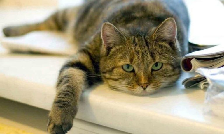 Esami di maturità: gatti in aula per combattere lo stress