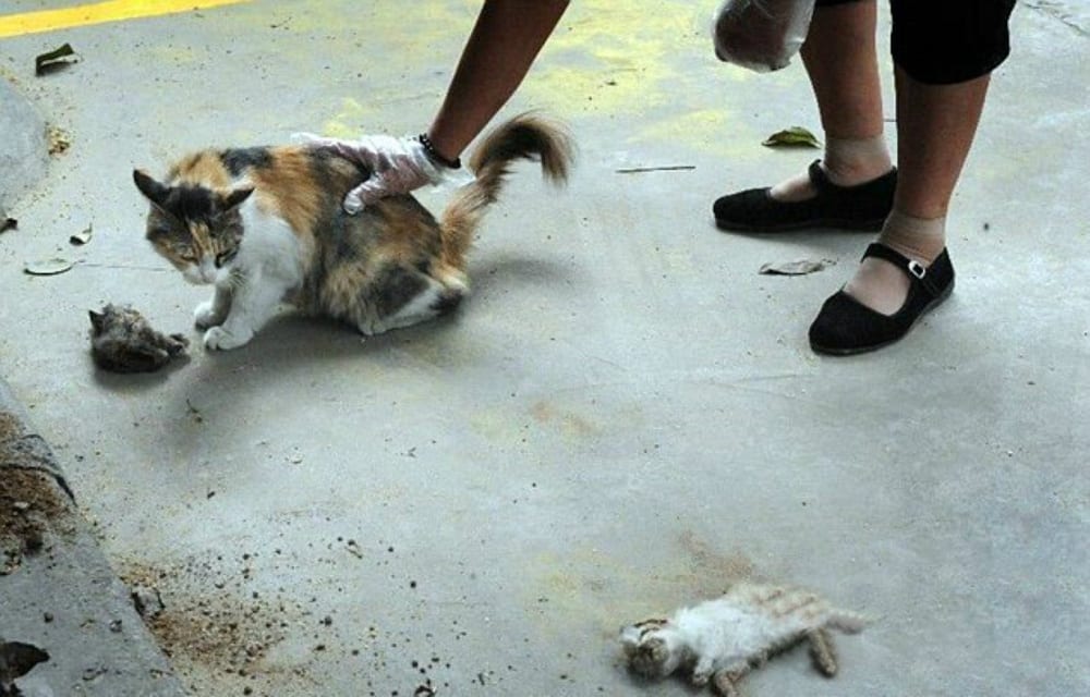 Una gatta disperata tenta inutilmente di salvare i suoi cuccioli sgozzati da una persona ancora non identificata. Le tristi immagini della felina disperata sono agghiaccianti.