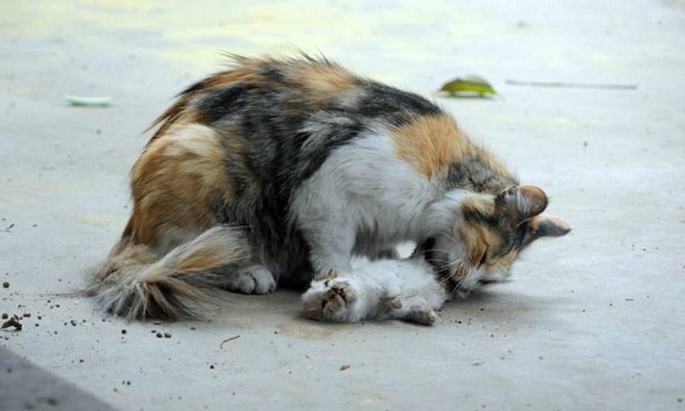 Una gatta disperata tenta inutilmente di salvare i suoi cuccioli sgozzati da una persona ancora non identificata. Le tristi immagini della felina disperata sono agghiaccianti.