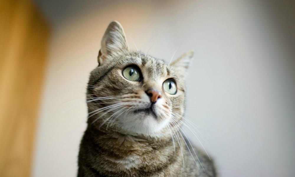 Gatto in bilico sul balcone: uomo tenta di salvarlo e precipita nel vuoto