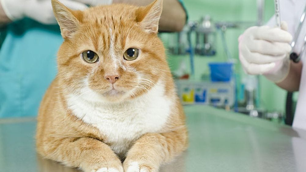 L’Esperto risponde: La cardiomiopatia ipertrofica felina