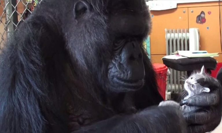 L’incredibile messaggio all’umanità di Koko, il gorilla parlante [VIDEO]