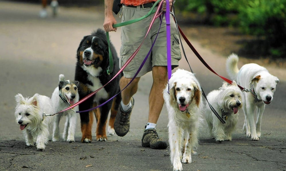 I 10 lavori perfetti per chi ama gli animali