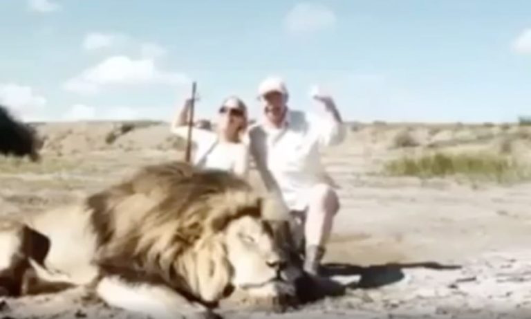 I cacciatori posano col leone morto: ma accade l’imprevedibile [VIDEO]