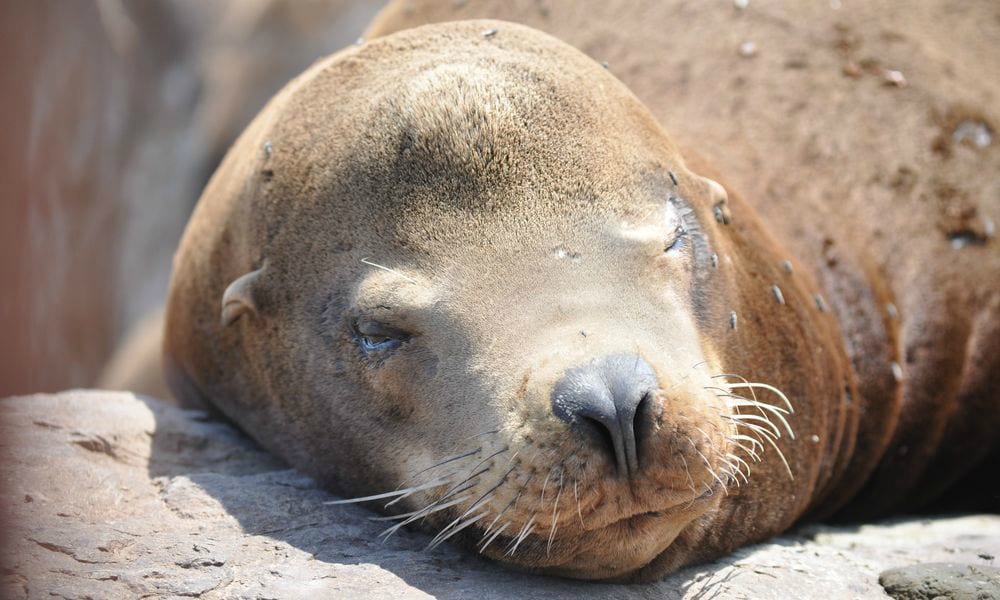 Leonessa marina piange disperatamente sul corpo del suo cucciolo morto