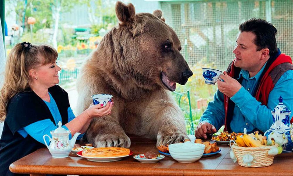 Stephen, l’orso gigante che ama guardare la TV