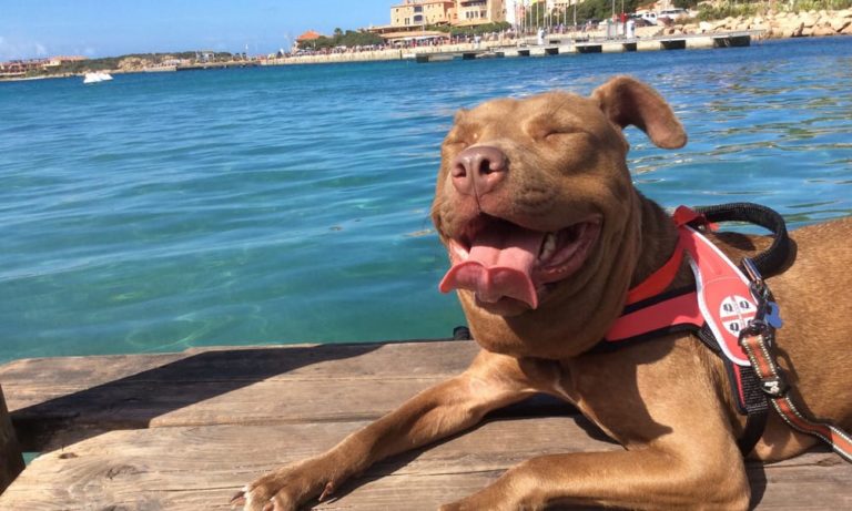 Il cane Palla contro l’abbandono: il waka waka della “vacanza a 6 zampe” [VIDEO]