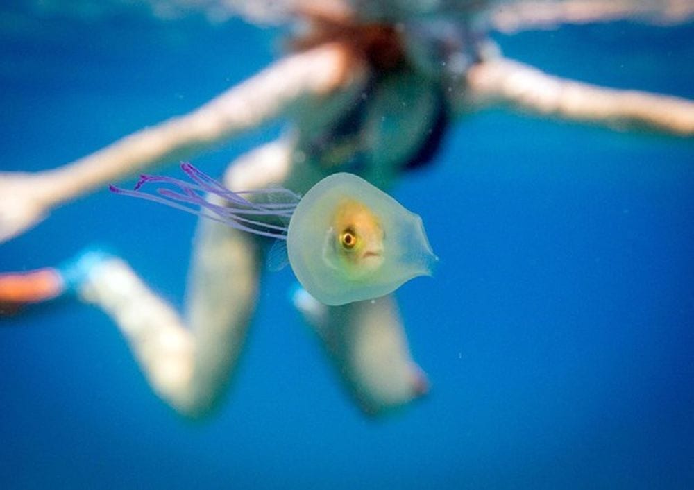L’incredibile foto di un pesce intrappolato in una medusa 