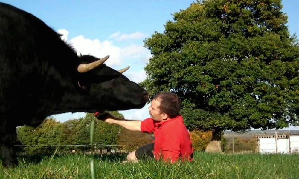 La storia di Fadjen: il toro salvato dalla corrida