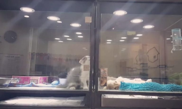 Gatto scala la vetrina per raggiungere il cagnolino rimasto solo [VIDEO]