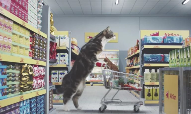 Gatti al supermercato: il video che “insegna a fare la spesa”