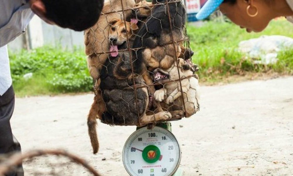 Onorevole Brambilla: “Contro il massacro di Yulin il Governo si faccia sentire”