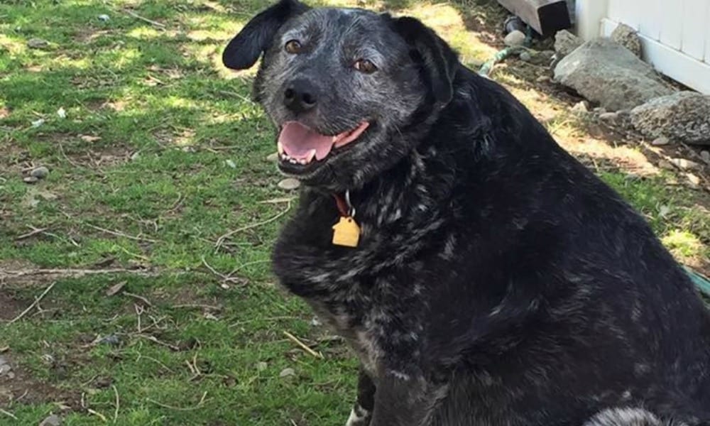 Cane di 13 anni dimenticato in giardino per mesi: ecco cosa l'ha tenuto in vita