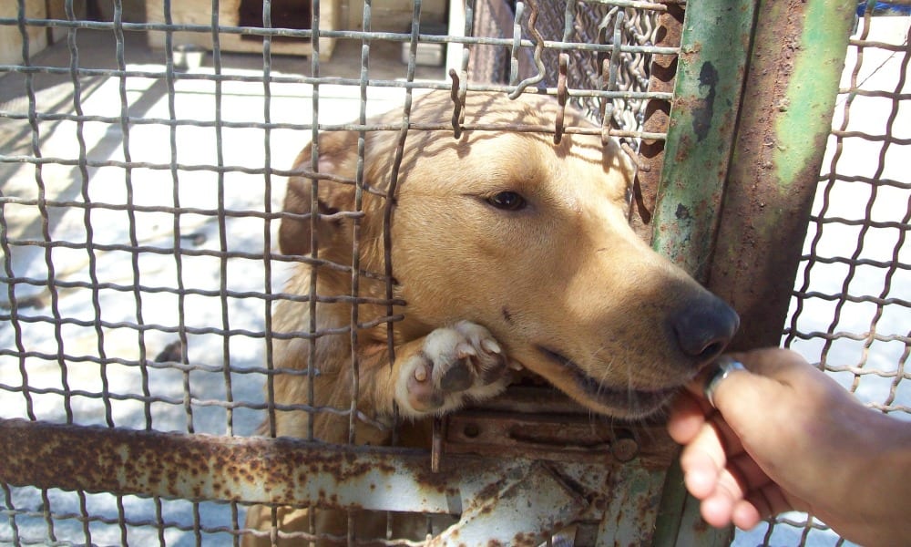 "Oggi ho salvato un essere umano": lettera di un cane al suo adottante