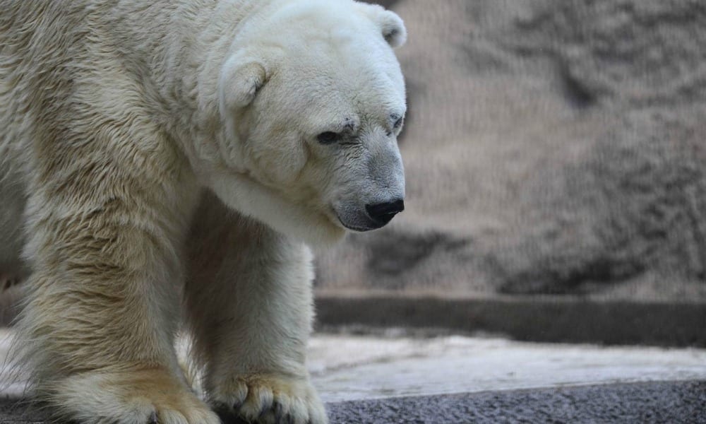 Morto Arturo, l'orso più triste del mondo: "Ha smesso di soffrire"