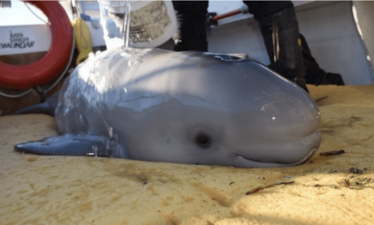 Ragazzini salvano un cucciolo di Beluga: a riva da solo rischiava di morire [VIDEO]