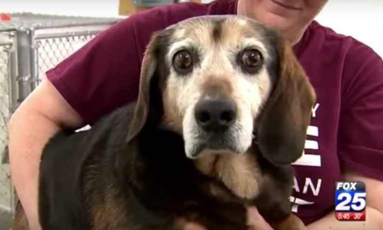 Cane anziano scomparso sente la voce del proprietario dopo 2 anni [VIDEO]