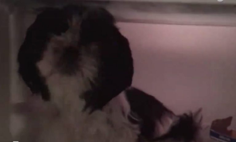 Il cane ha paura dei fuochi d’artificio: il nascondiglio che trova è incredibile [VIDEO]
