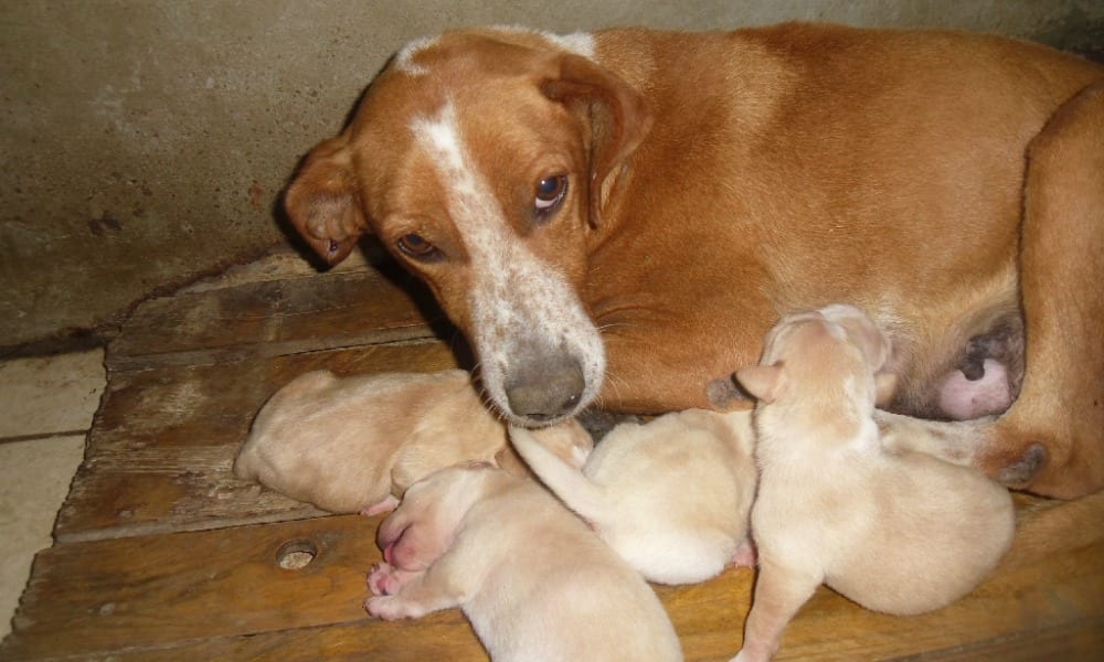 Angela, secondo cane impiccato in Calabria: la tragedia davanti ai cuccioli