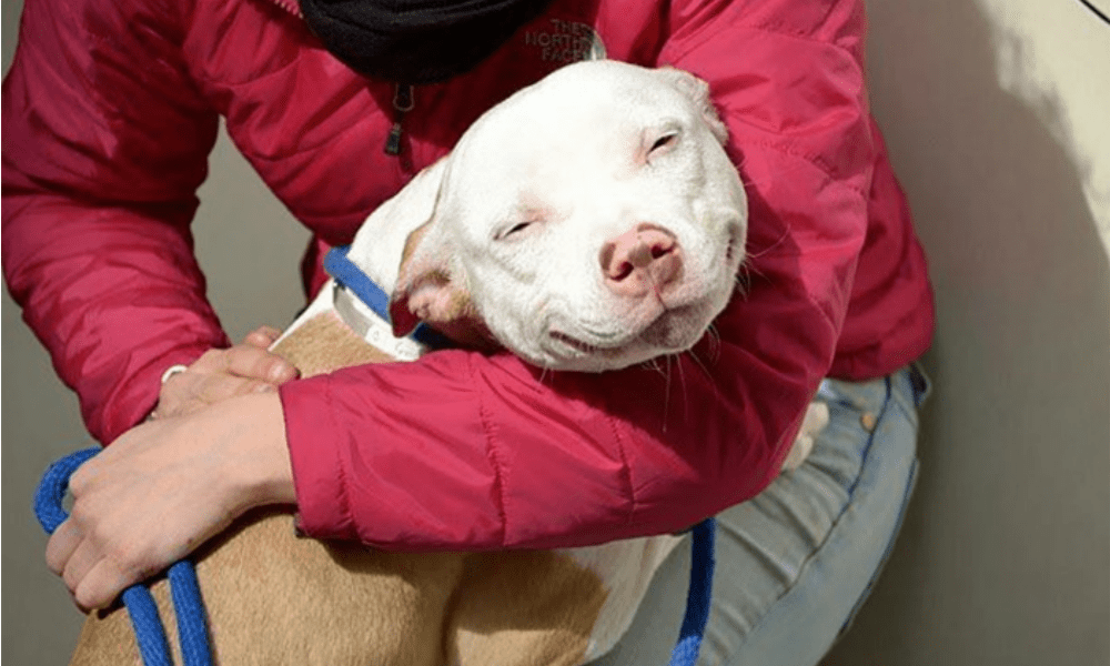 Le 15 foto di cani appena adottati che vi faranno venire voglia di prenderne uno