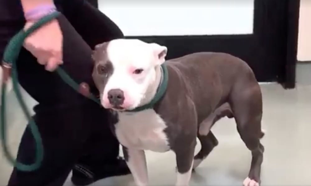 Il cane è stupito per essere stato adottato: la sua reazione è commovente [VIDEO]