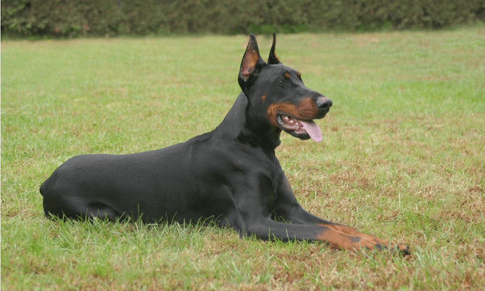 Mamma terrorizzata vede il Dobermann abbaiare alla figlia: non è come crede