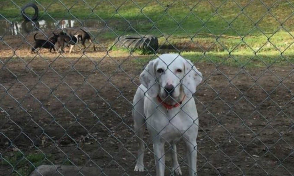 Cane adottato 7 volte scappa e torna al canile: la sua vera casa è quella