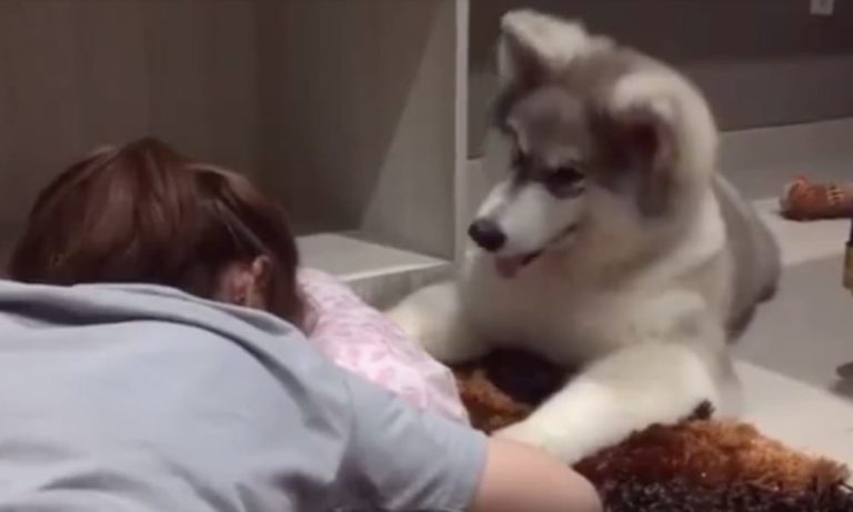 Il cane consola la sua amica umana che piange nel modo più tenero [VIDEO]