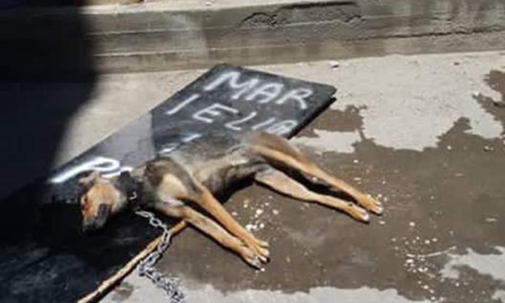 Coppia fa morire la cagnolina sotto al sole: la verità dietro una foto