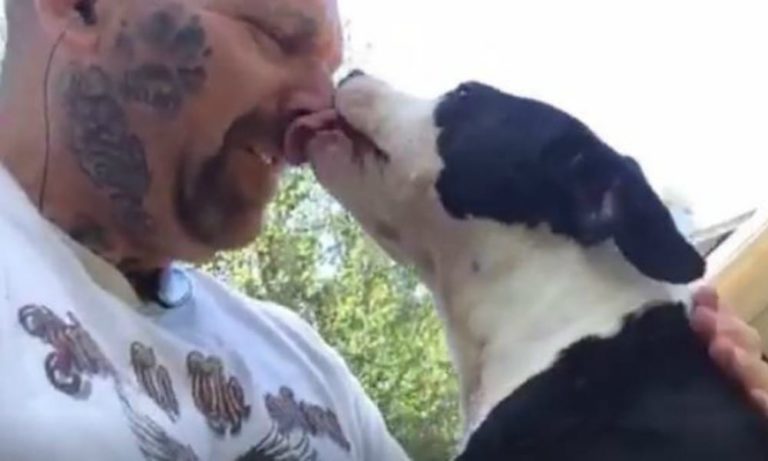 Cane salvato dai combattimenti non smette di baciare i suoi soccorritori