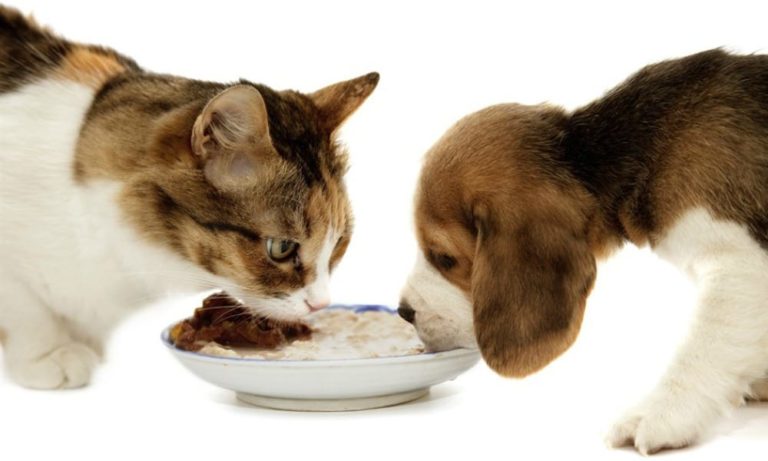 Cani, gatti e dieta anti-caldo: cosa mettere nella ciotola di Fido e Micio in estate