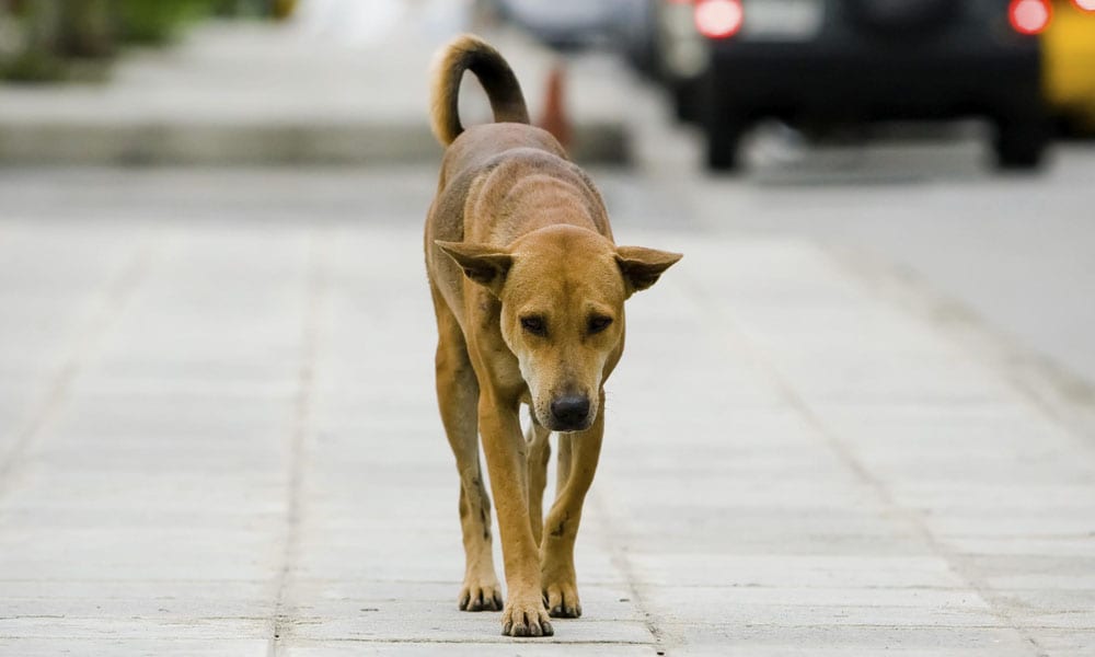 Animali abbandonati, in Olanda non esistono. Come ci sono riusciti?